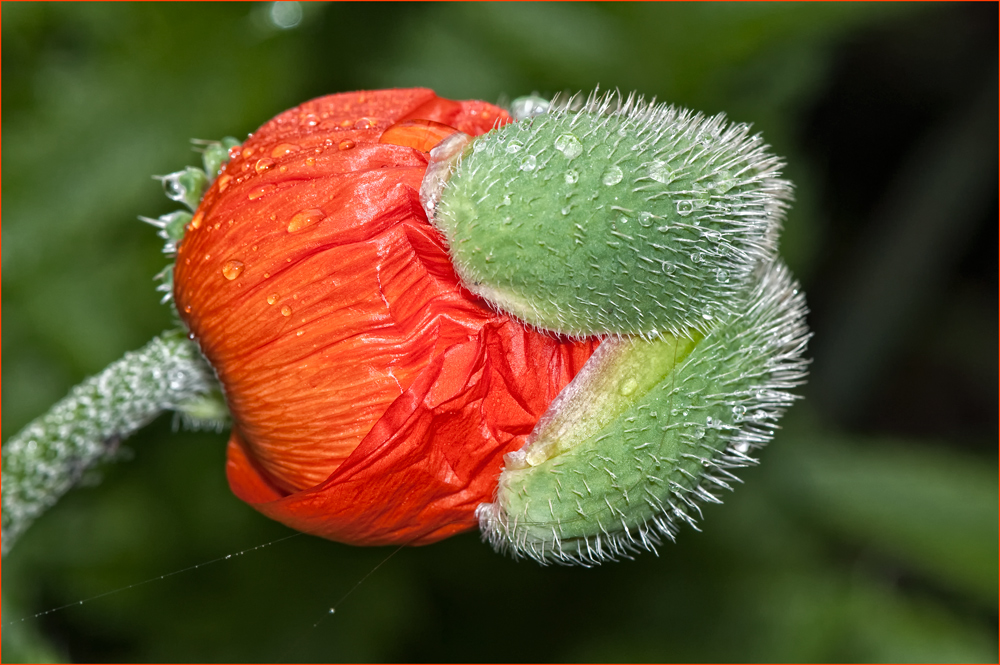 DIE 35784-STE MOHNBLÜTE IN DER FC