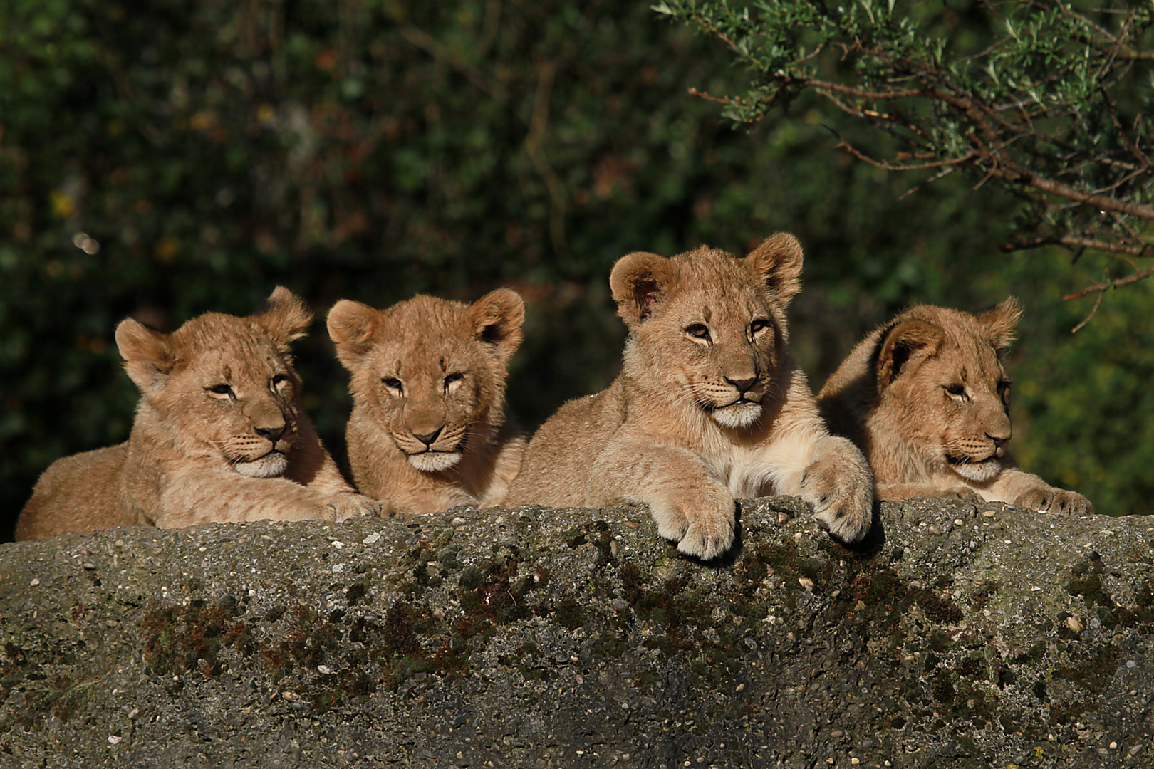 Die 4 jungen Löwen