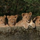 Die 4 jungen Löwen