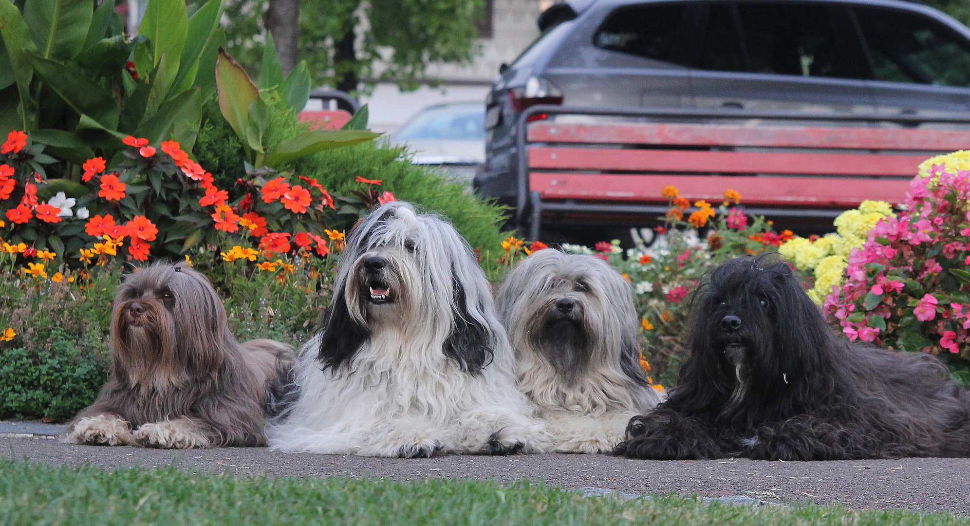 die 4 Tibet-Terrier.....