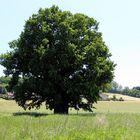 die 5 Brüder Eiche im Blattgewand