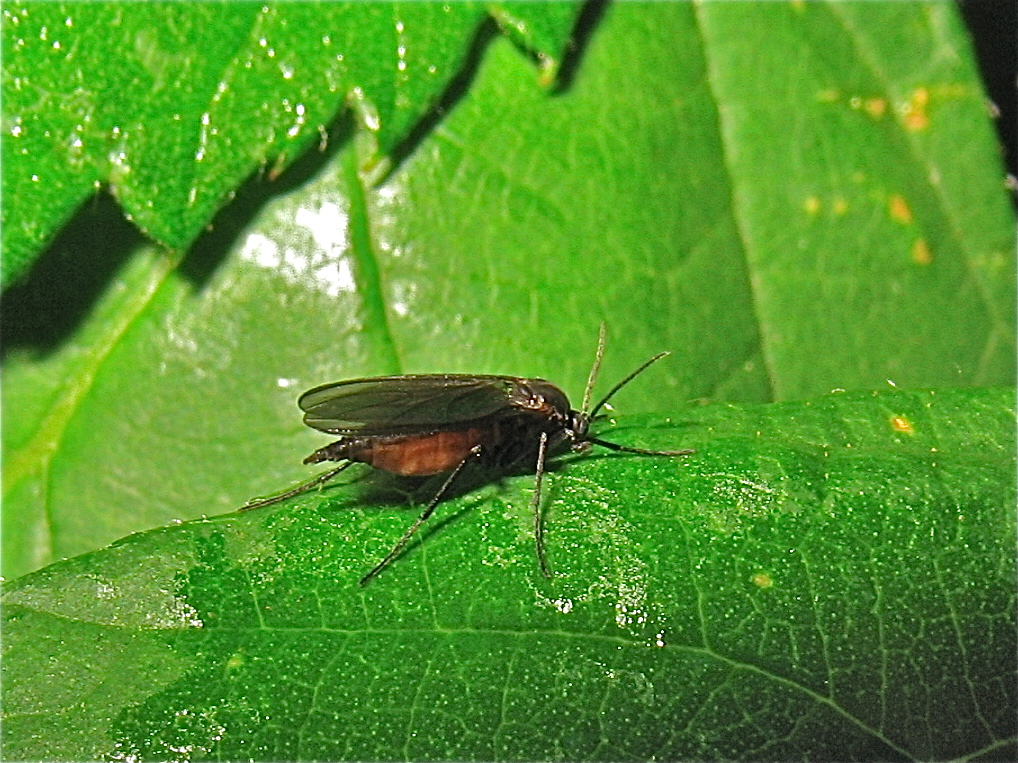 Die 5 mm lange Trauermücke Sciara sp. (Fam. Sciaridae), . . .