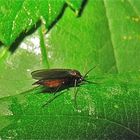 Die 5 mm lange Trauermücke Sciara sp. (Fam. Sciaridae), . . .