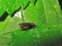 Die 5 mm lange Trauermücke Sciara sp. (Fam. Sciaridae), . . .