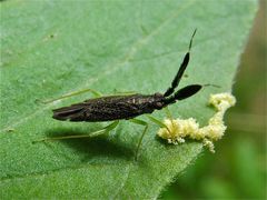 Die 5 mm lange Wanze Heterotoma planicornis (Fam. Miridae, Weichwanzen) . . .