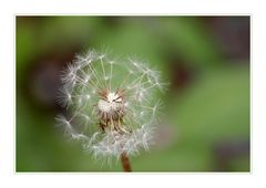 Die 5733. Pusteblume