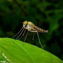 Die 6 - 7 mm lange Schnepfenfliege (Rhagionidae) Chrysopilus splendidus