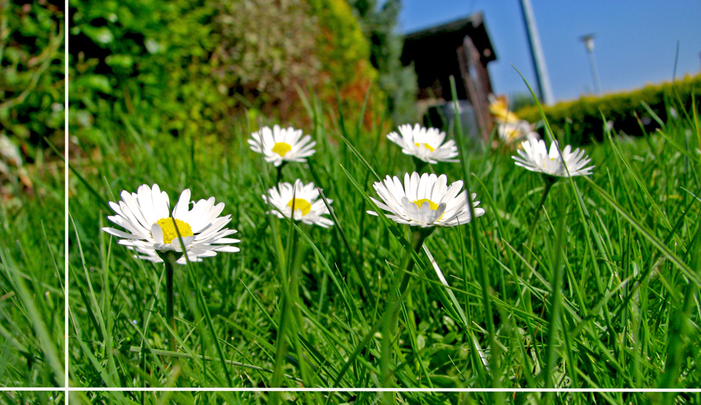 Die 6 Gänseblümchen