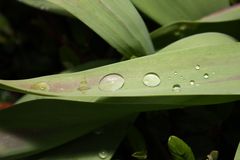 die 6 Tropfen Regen von gestern Abend