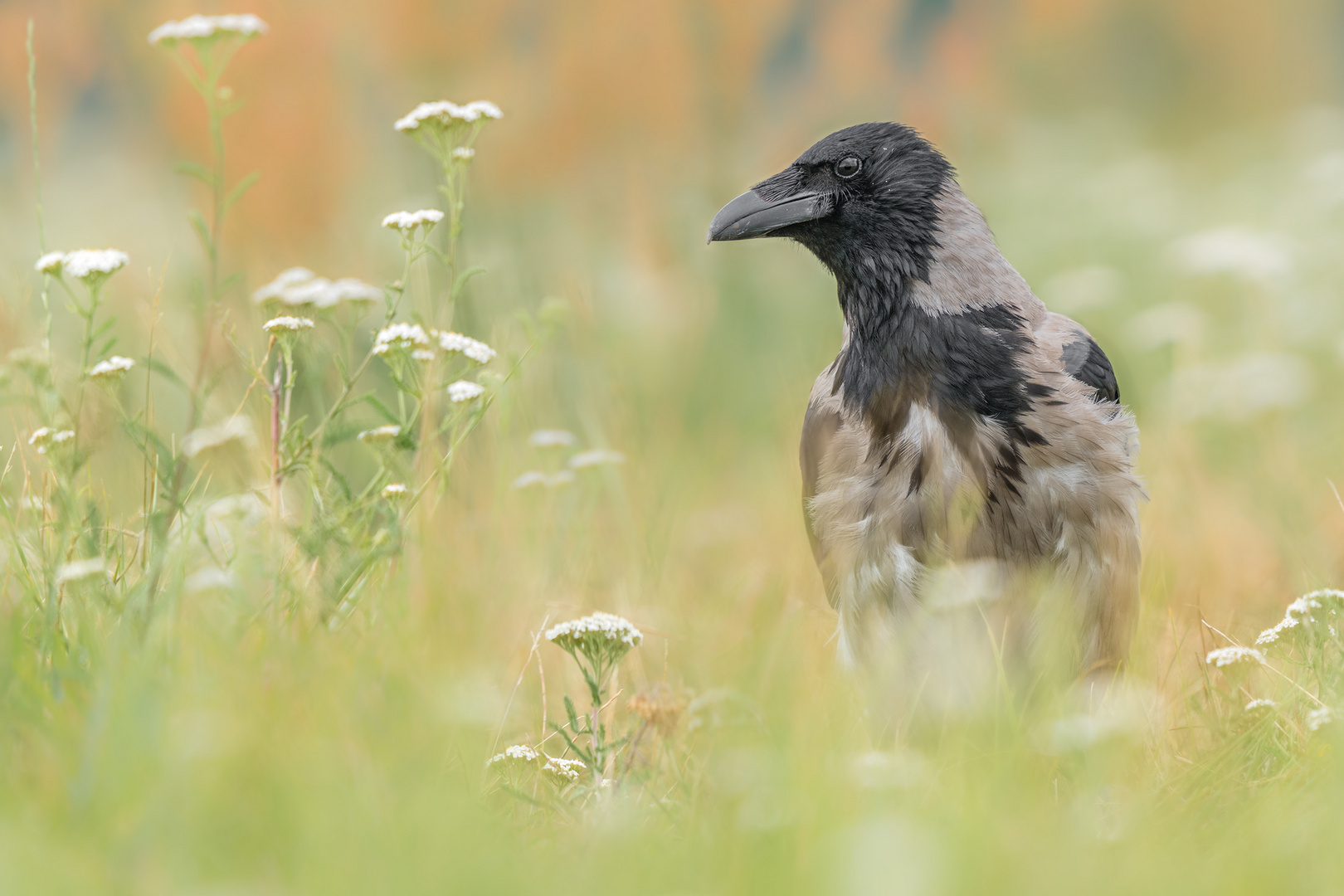 Die Aaskrähe (Corvus corone)