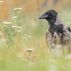 Die Aaskrähe (Corvus corone)