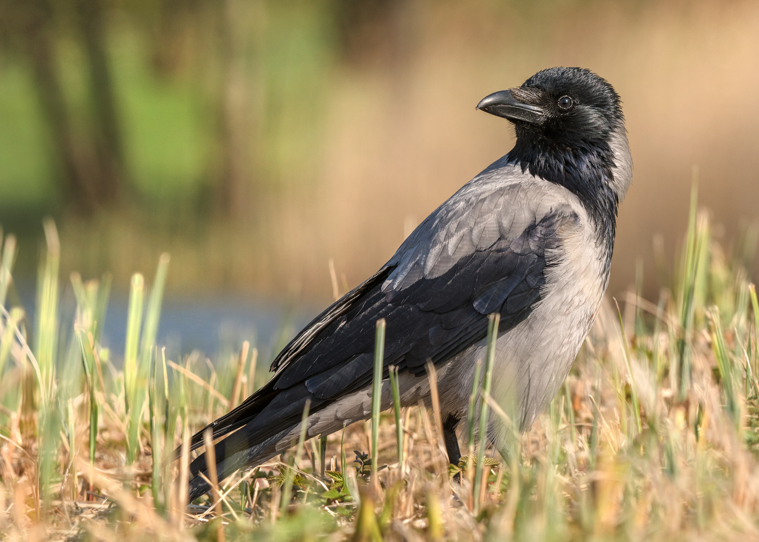 Die Aaskrähe (Corvus corone)