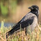 Die Aaskrähe (Corvus corone)