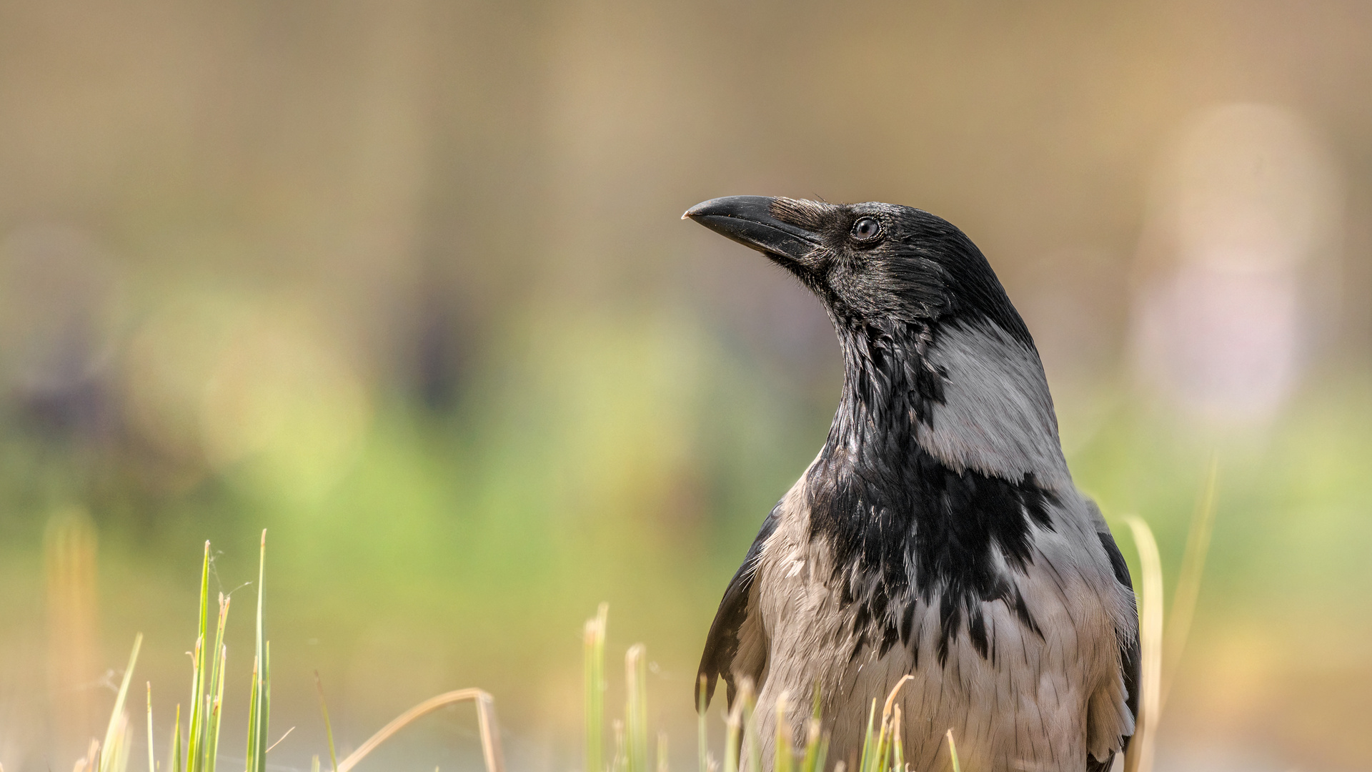 Die Aaskrähe (Corvus corone) 