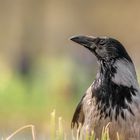Die Aaskrähe (Corvus corone) 