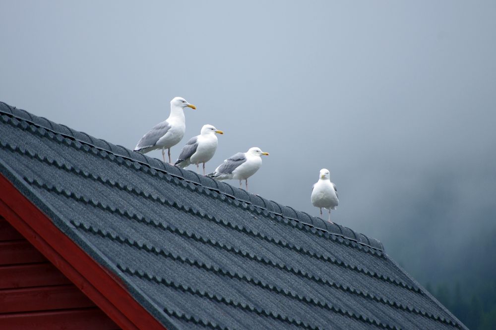 Die Aasluftwaffe in Bereitschaft