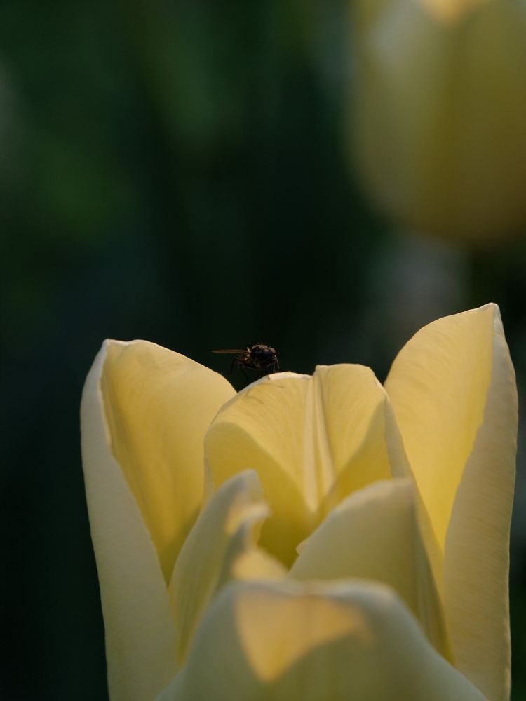 Die Abend Tulpe hat Besuch by Claus Will 