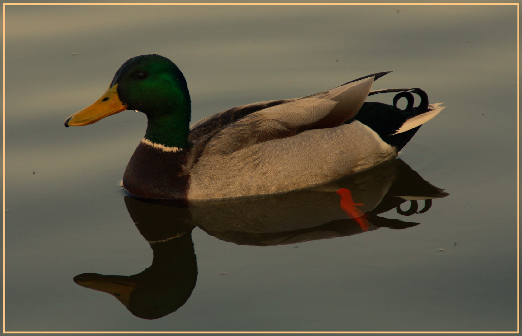 Die abendliche Ruhe auf dem Wasser