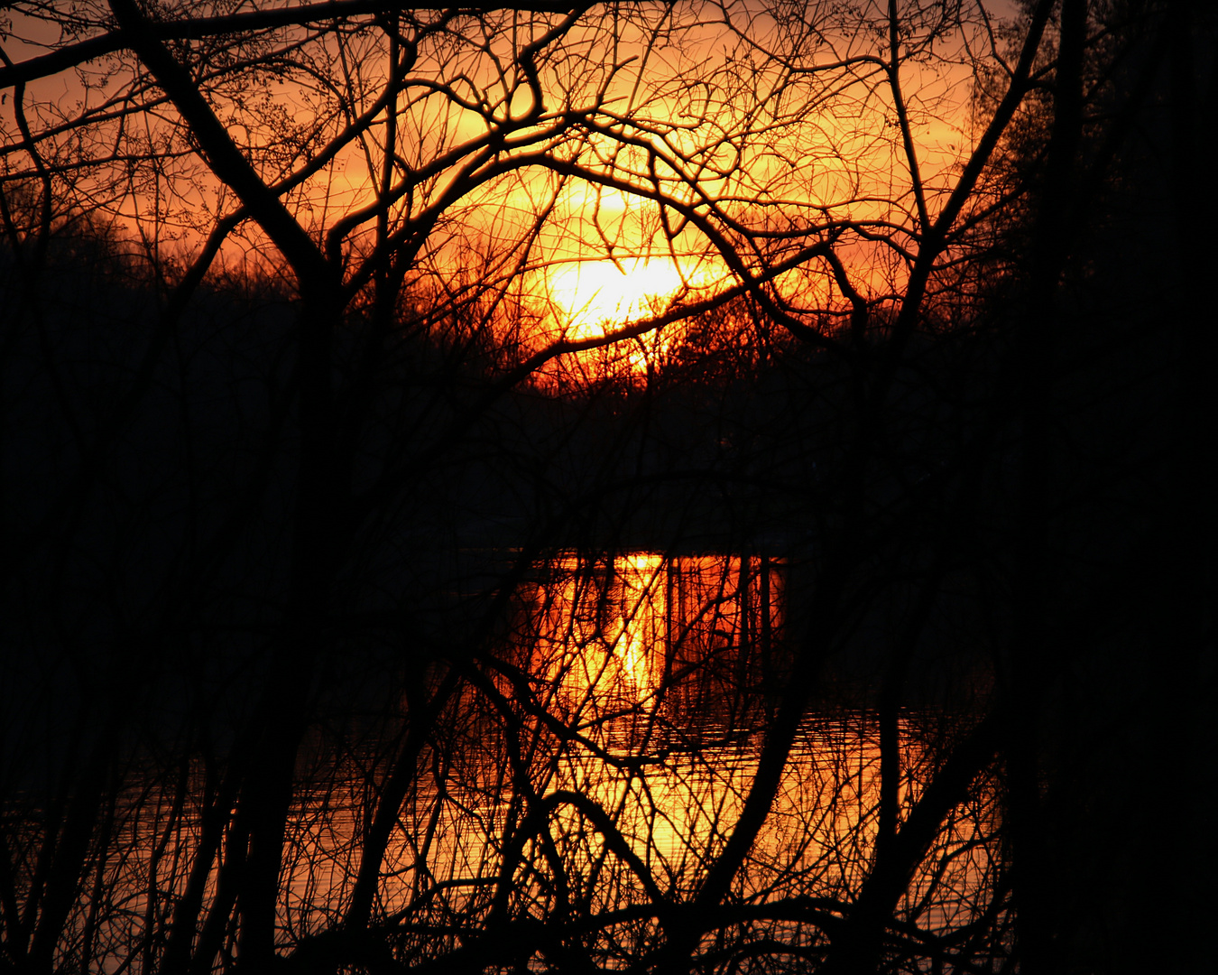 die Abendsonne dringt durch die Zweige