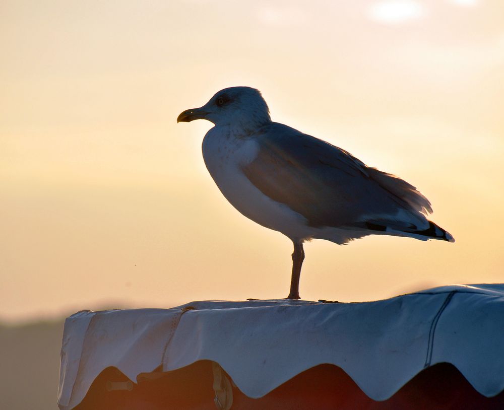 Die Abendsonne genießen