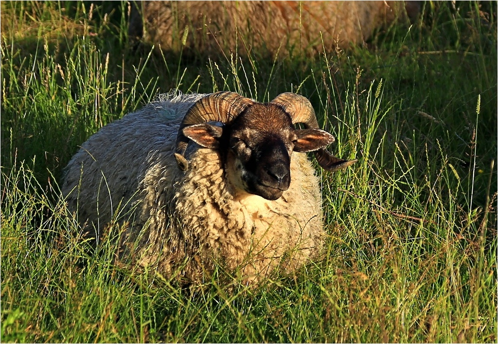 Die Abendsonne geniessen