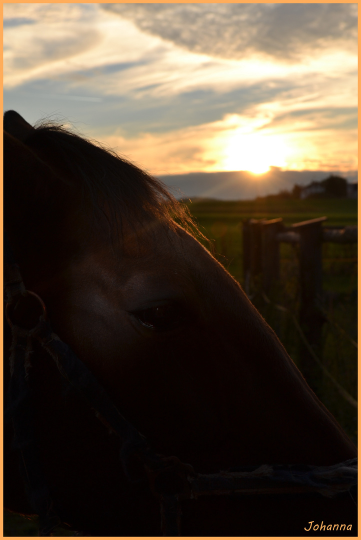 die Abendsonne genossen !