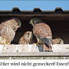 Die Abenteuer der fünf geflügelten Musketiere (2)