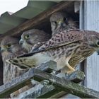 Die Abenteuer der fünf geflügelten Musketiere (5) - erster "Ausflug"