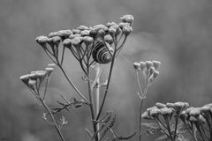 Die Abenteuer der kleinen Schnecke ...