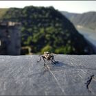 die Abenteuer-Fliege