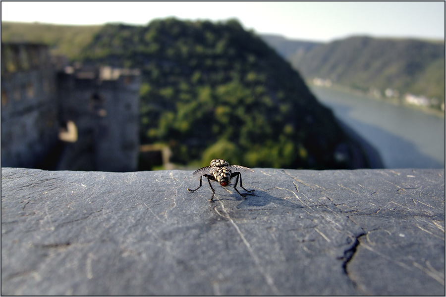 die Abenteuer-Fliege