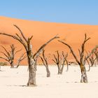 Die abgestorbenen Kameldornbäume im Deadvlei