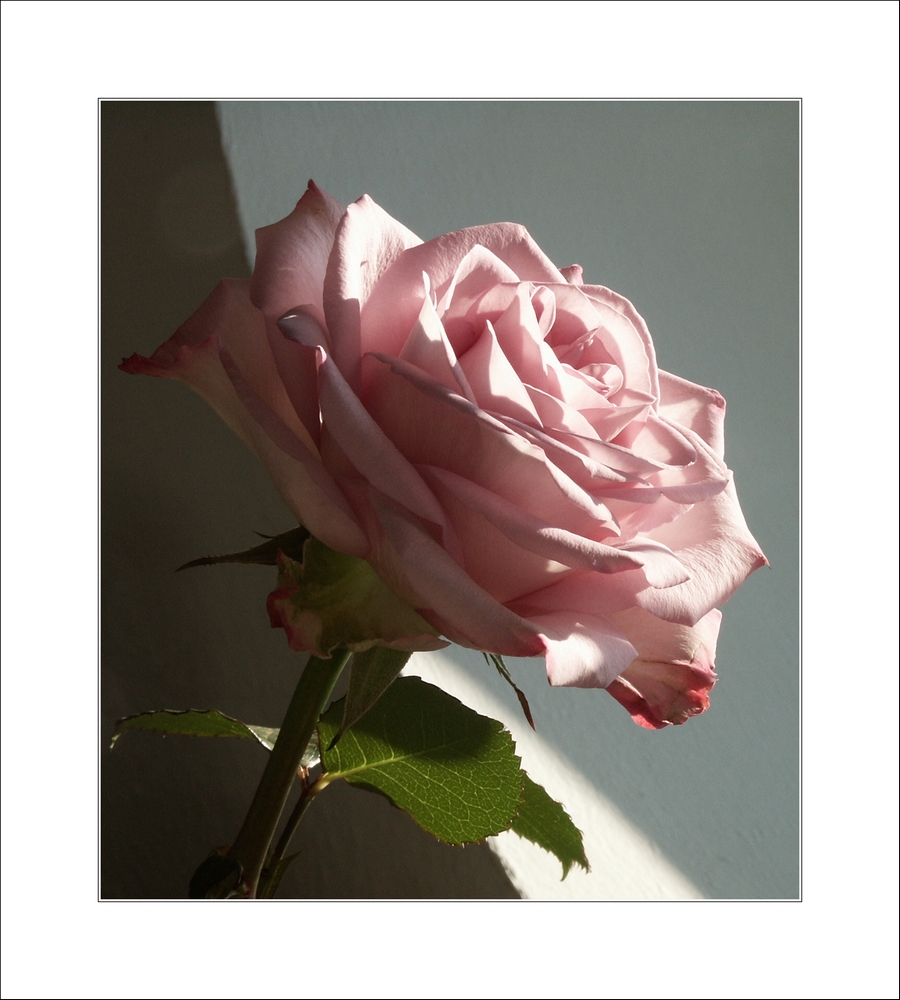 Die Abitur-Rose