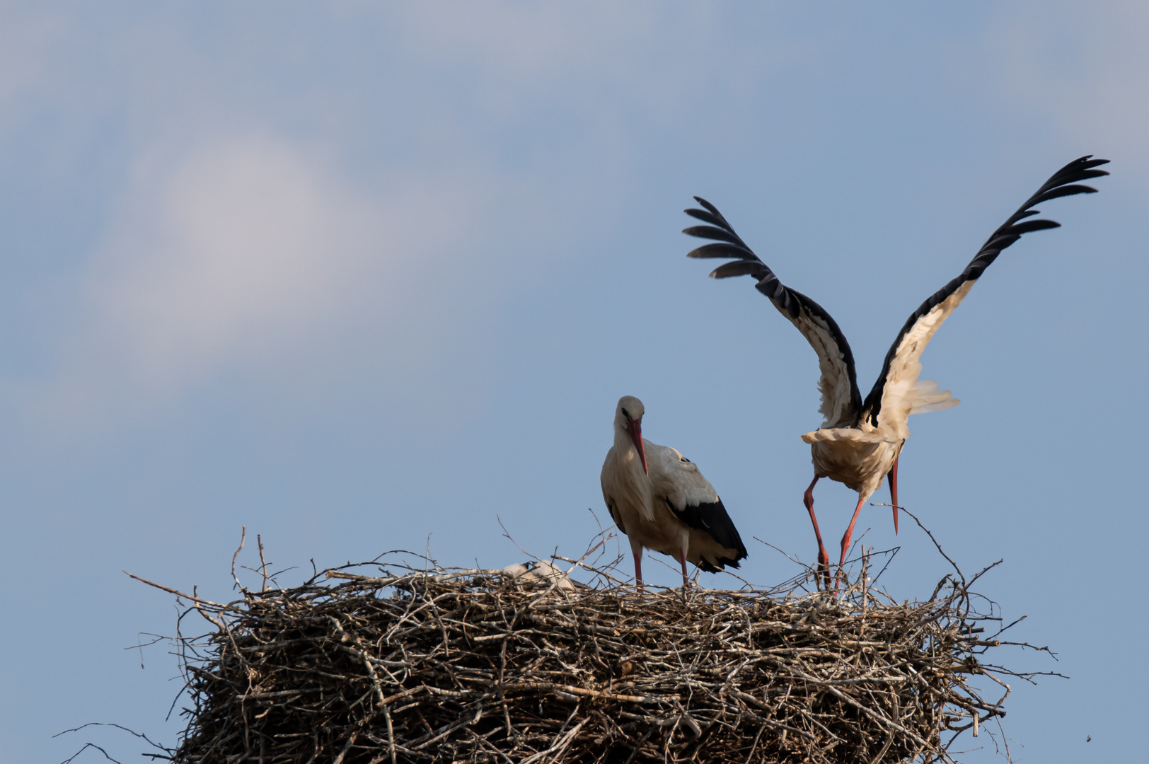 Die Ablösung am Nest ist vollzogen , der andere Altvogel fliegt ab.