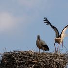 Die Ablösung am Nest ist vollzogen , der andere Altvogel fliegt ab.