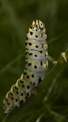 Die Abwehrhaltung der Schwalbenschwanzraupe auf meinem Gartenfenchel