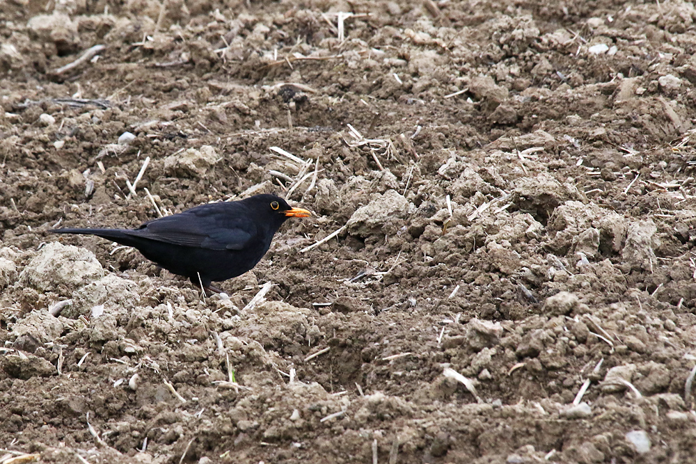 die "Acker-Amsel"