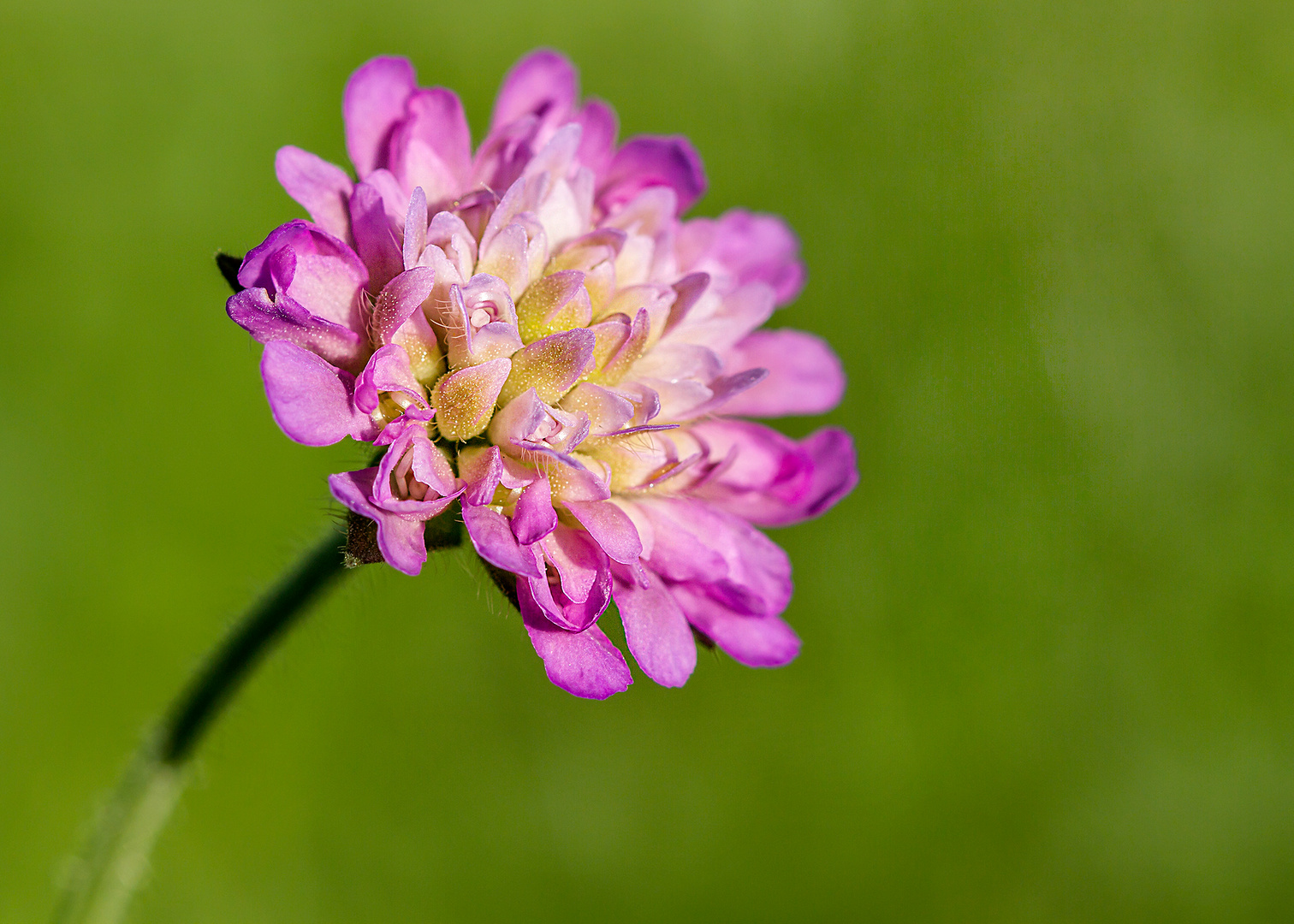 Die Acker-Witwenblume