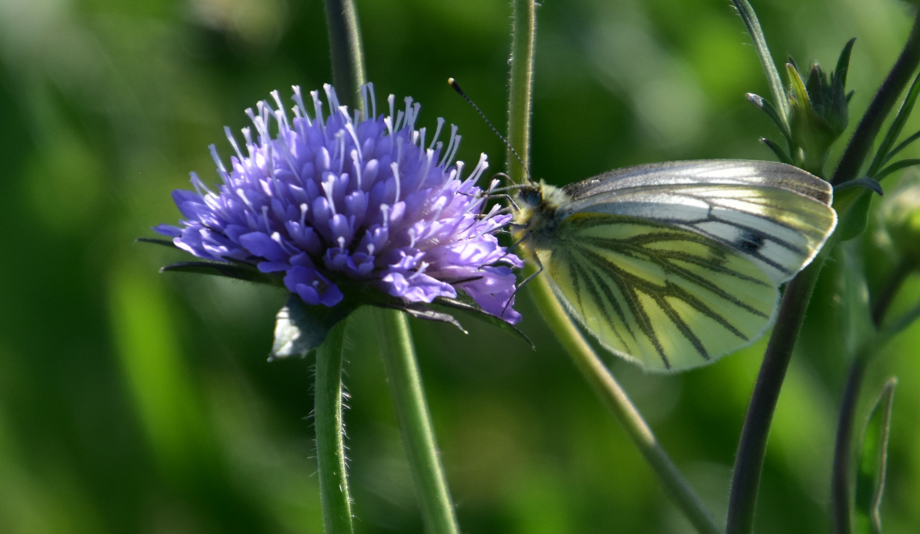  Die Acker-Witwenblume