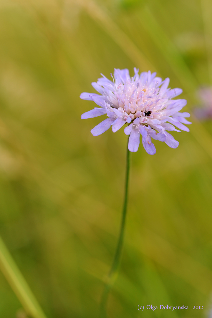 Die Acker-Witwenblume (Knautia arvensis)