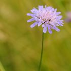 Die Acker-Witwenblume (Knautia arvensis)