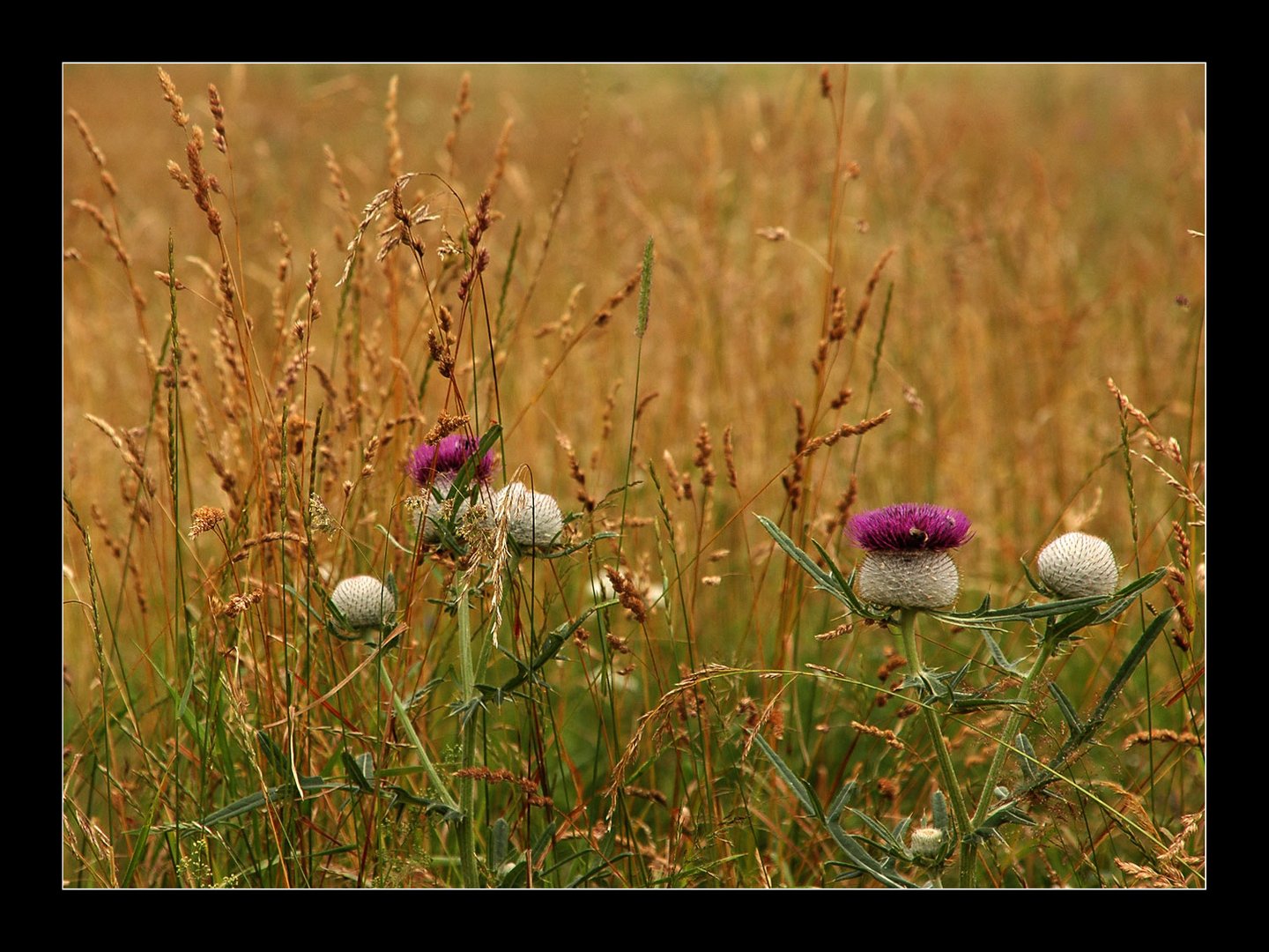 Die Ackerdistel