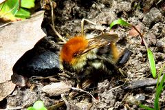 Die Ackerhummel