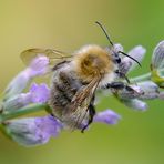 Die Ackerhummel