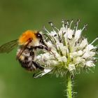 Die Ackerhummel (Bombus pascuorum)