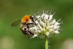 Die Ackerhummel (Bombus pascuorum)