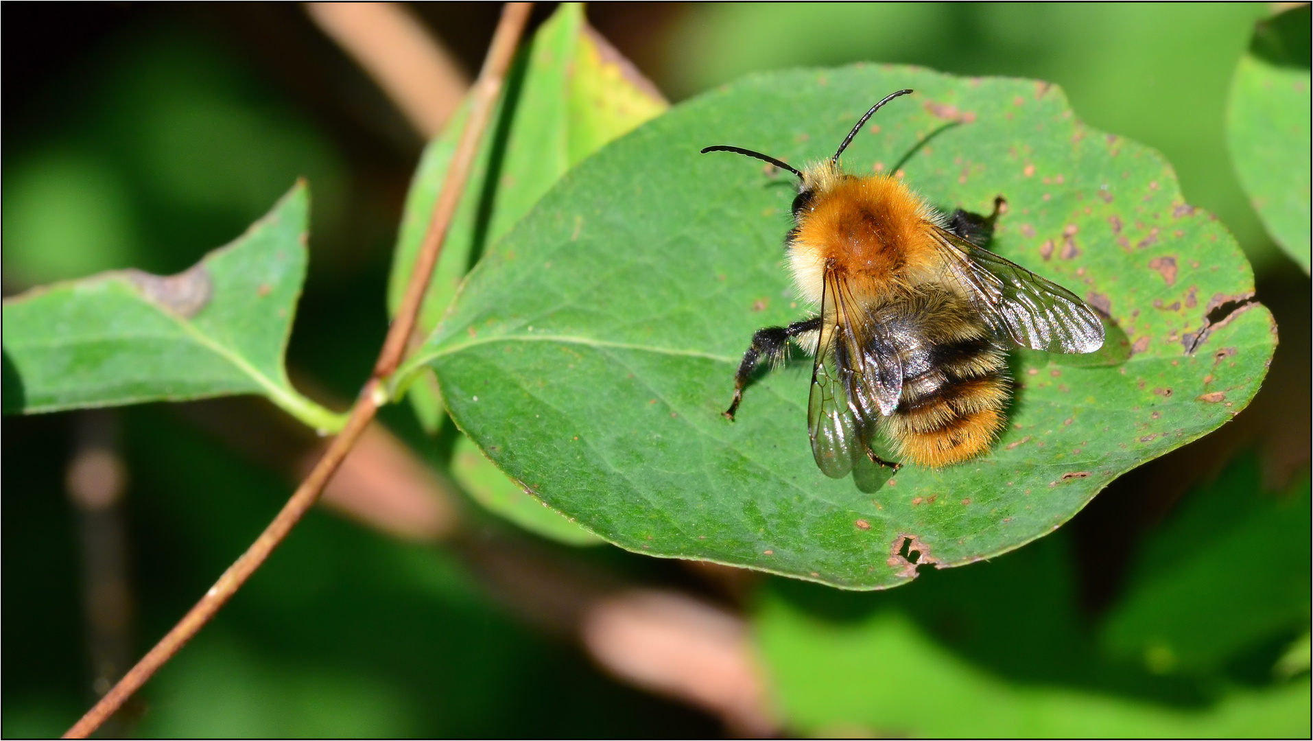 Die Ackerhummel..... (Bombus pascuorum)