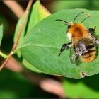 Die Ackerhummel..... (Bombus pascuorum)