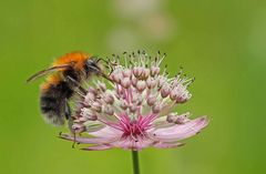 Die Ackerhummel (Bombus pascuorum) ist häufig und nicht gefährdet.