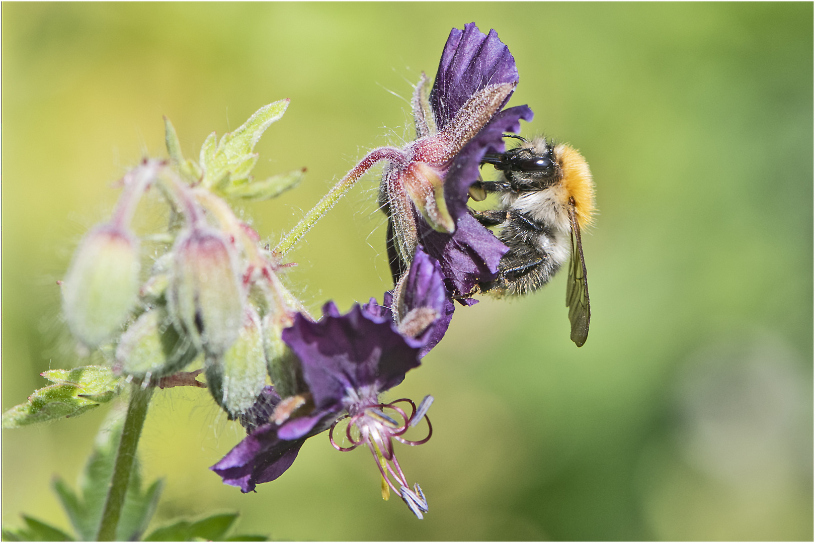 Die Ackerhummel (Bombus pascuorum) liebt . . .